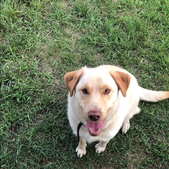 Meet your Posher, Taylor - Picture 1 of 1